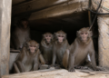 Seis macacos permanecen en el subsuelo del CEMIC: los desafíos del traslado