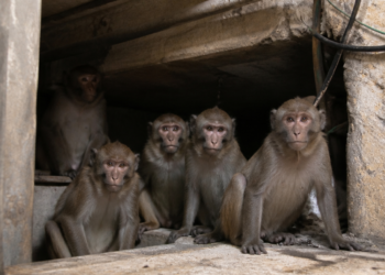 Seis macacos permanecen en el subsuelo del CEMIC: los desafíos del traslado