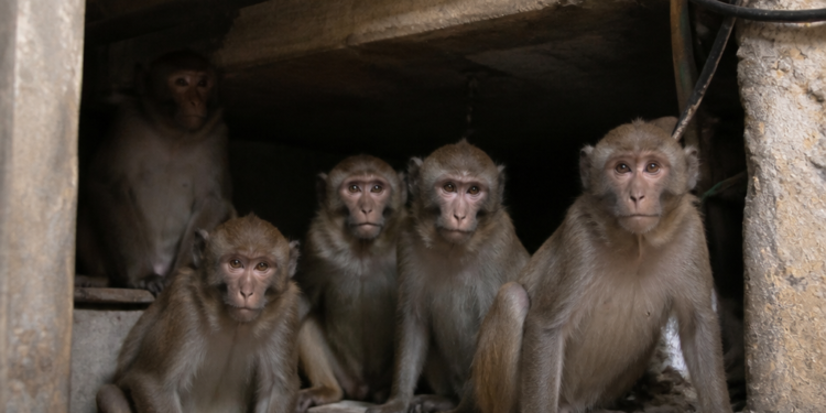 Seis macacos permanecen en el subsuelo del CEMIC: los desafíos del traslado