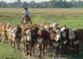 La riqueza del silencio en el campo