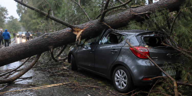 Trágico accidente en Mendoza: pareja muere aplastada por un árbol durante un temporal