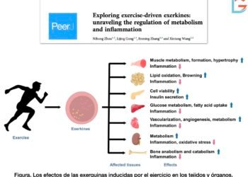 Descubren el impacto positivo de solo tres minutos de ejercicio intenso en la salud