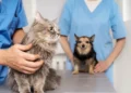 OSDE y Vetify se unen para ofrecer cobertura veterinaria a mascotas