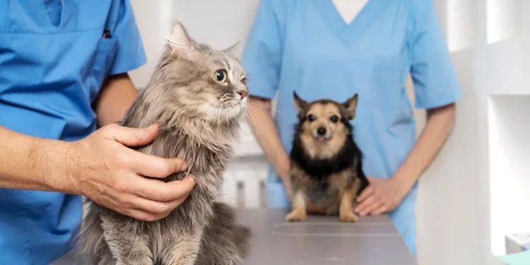 OSDE y Vetify se unen para ofrecer cobertura veterinaria a mascotas