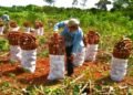 Misiones impulsa la producción de mandioca hacia una reducción histórica del IVA