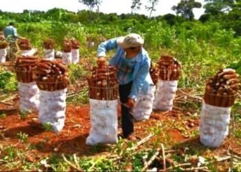 Misiones impulsa la producción de mandioca hacia una reducción histórica del IVA