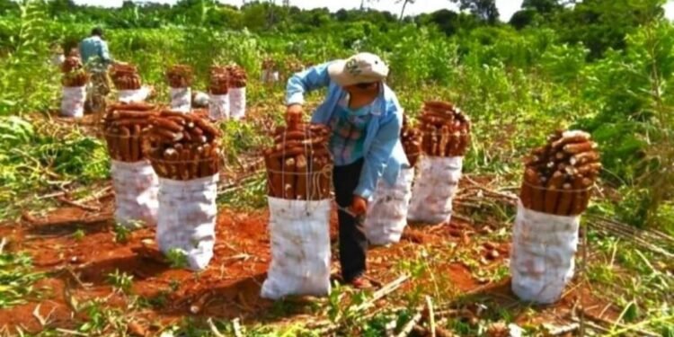 Misiones impulsa la producción de mandioca hacia una reducción histórica del IVA