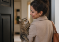 Veterinarios afirman que los gatos han evolucionado hacia una mayor sociabilidad con sus tutores